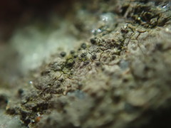 Arthonia phaeobaea