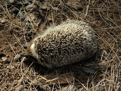 Atelerix algirus