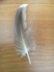 Streptopelia decaocto