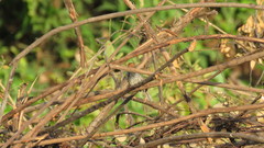 Orthotomus chaktomuk