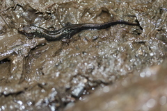 Desmognathus imitator