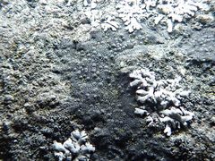 Hydropunctaria maura