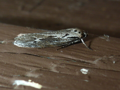 Ethmia semitenebrella