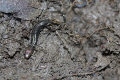 Desmognathus imitator