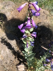 Penstemon