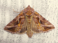 Autographa rubidus