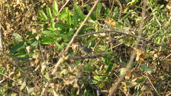 Orthotomus chaktomuk
