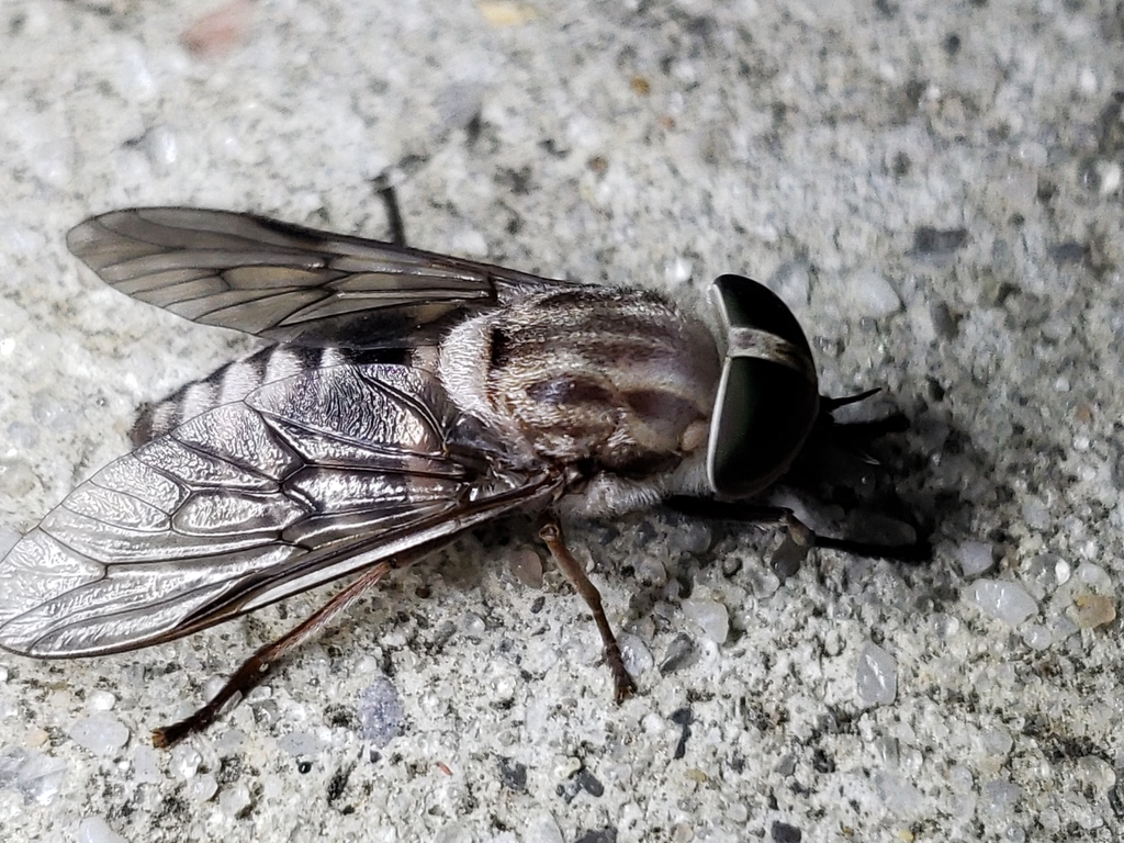 Tabanus molestus