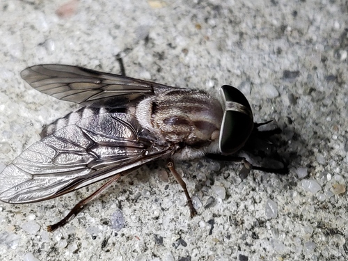 Tabanus molestus