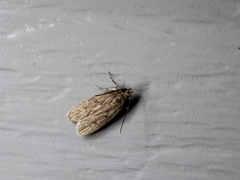 Autosticha kyotensis