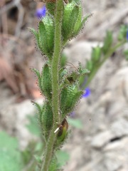 Phacelia viscida viscida