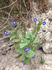 Phacelia viscida viscida
