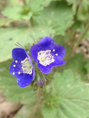 Phacelia viscida viscida