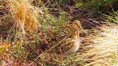 Gallinago magellanica