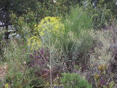 Rumex induratus