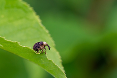 Cionus scrophulariae