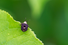 Cionus scrophulariae