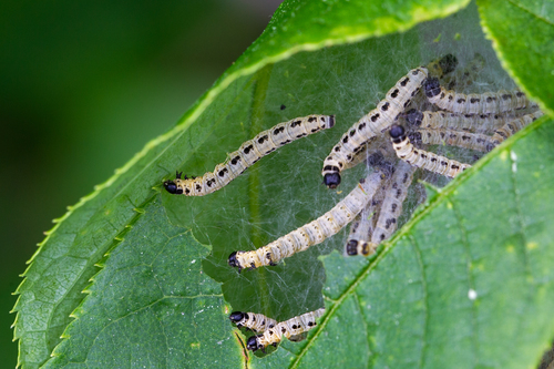 Bird-cherry Ermine