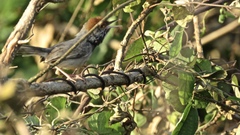 Orthotomus chaktomuk