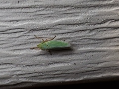 Draeculacephala balli