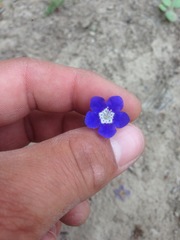 Phacelia viscida viscida