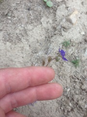 Phacelia viscida viscida