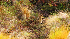 Gallinago magellanica