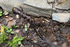 Desmognathus imitator