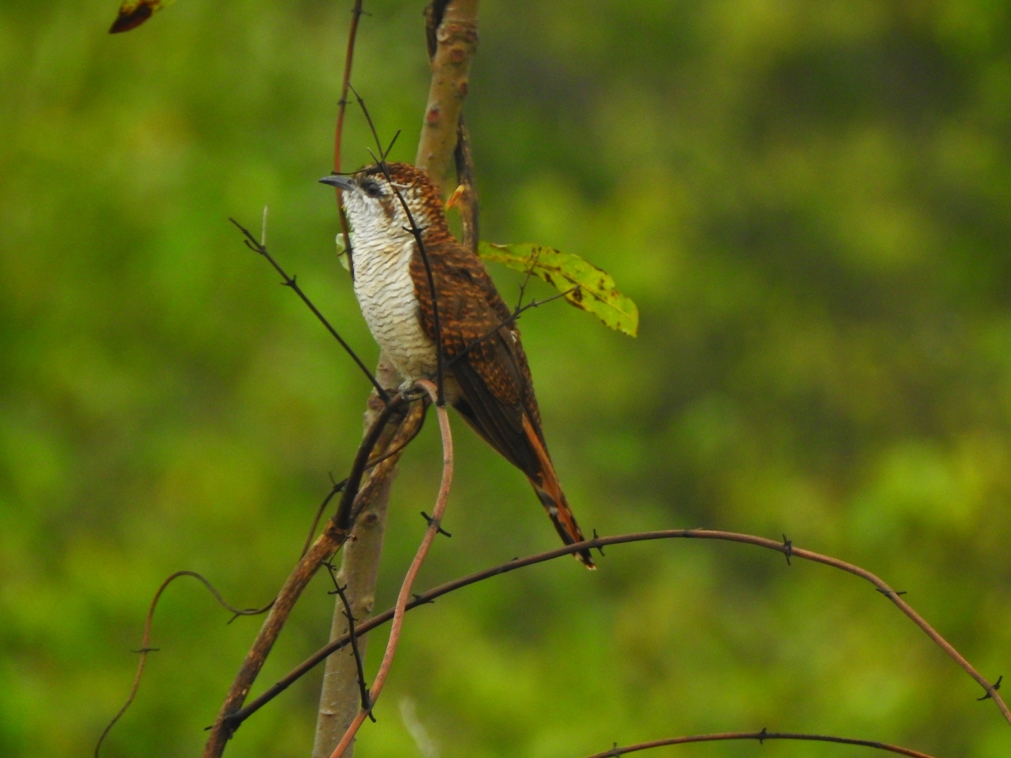 Banded Bay Cuckoo (Cacomantis sonneratii)