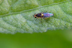Chlorops
