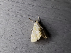 Glaphyria sesquistrialis