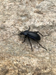 Carabus germarii