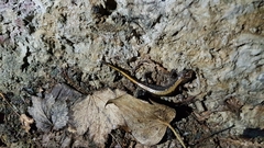 Plethodon idahoensis