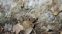 Plethodon idahoensis