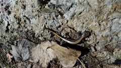 Plethodon idahoensis