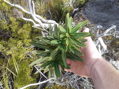 Pseudopanax linearis