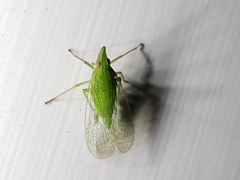 Rhynchomitra microrhina