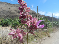 Salvia canariensis