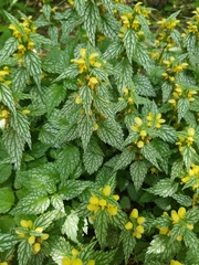 Lamium galeobdolon flavidum