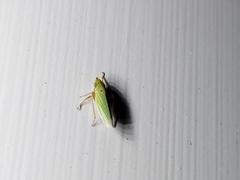 Draeculacephala balli