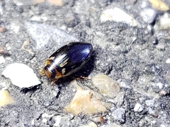 Coptotomus