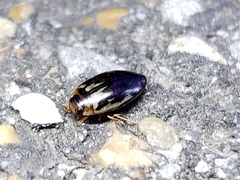 Coptotomus