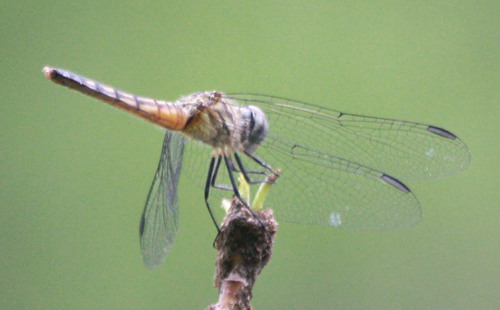 Pachydiplax longipennis