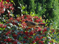 Turdus falcklandii