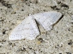 Idaea tacturata