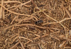 Xanthochilus saturnius