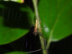 Tetragnatha ceylonica