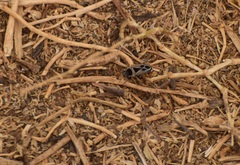 Xanthochilus saturnius