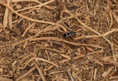 Xanthochilus saturnius