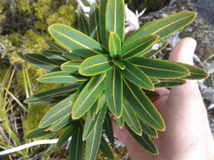 Pseudopanax linearis